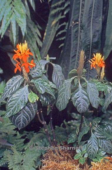 aphelandra aurantiaca graphic